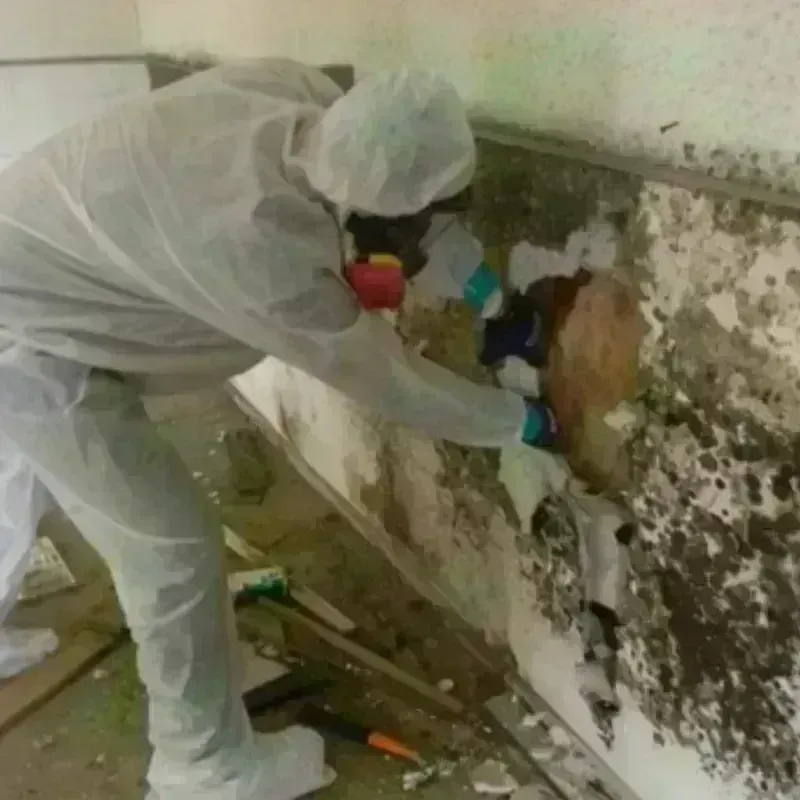 Mold Remediation and Removal in Granger, TX